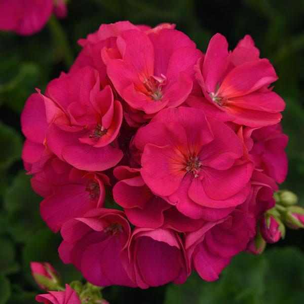Pelargonium zonale Sunrise  Evita (5097)